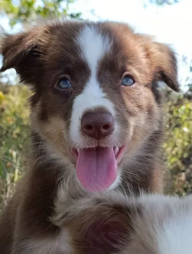 Border Collie