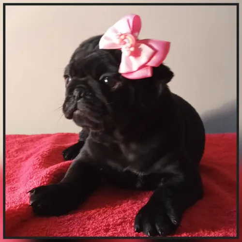 Pug Fêmea LEIA O ANÚNCIO