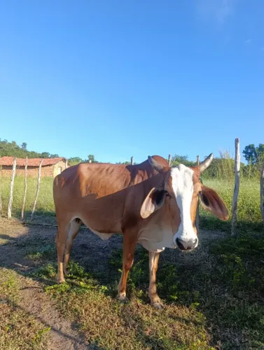 vendo vaca prenha