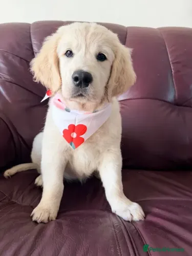 Filhote de cachorro muito esperto Golden Retriever