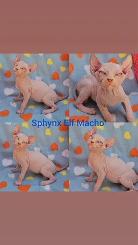 Sphynx padrão e Elf Filhotes - Gatil Bsb Cat