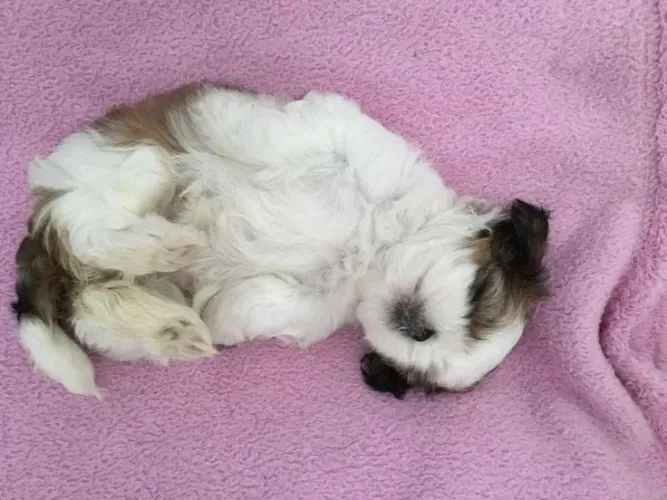 Shih Tzu