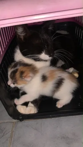 Gatinhos para adoção 
