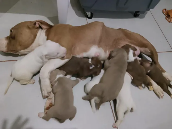 Pitbull Pocket