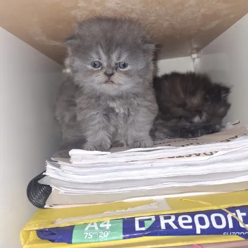 Gatos persa puro 