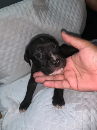 American bully + pit monster