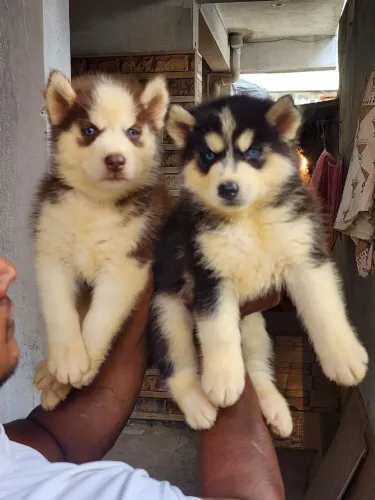 Husky siberiano Seu novo parceiro de rotina pode estar a um passo