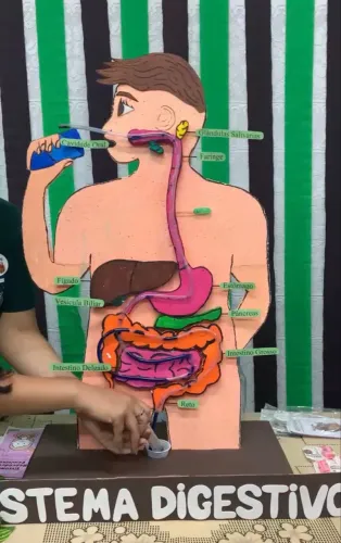 Maquete sistema digestivo