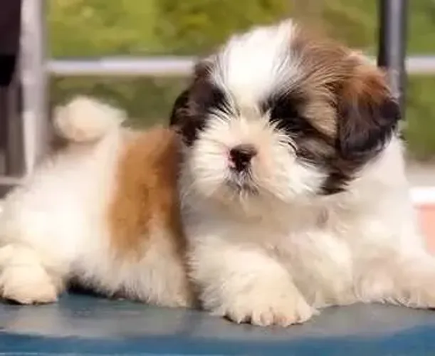Filhotinhos shih tzu/shitzu linhagem selecionada e temperamento super dócil