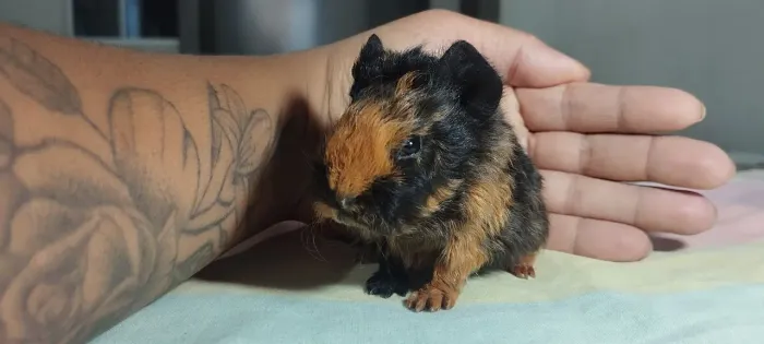 Porquinho da índia 
