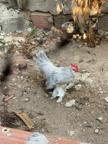 Galinha belgian