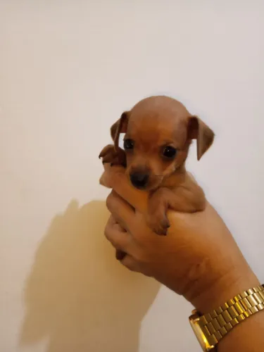 Filhote de miniatura pinscher fêmea