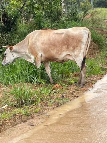 vaca de leite 