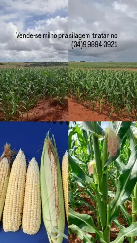 Milho para silagem 