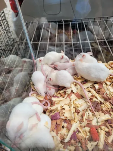 Rato de laboratório