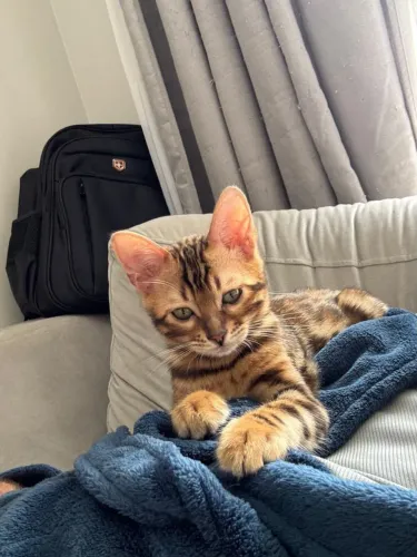 Gato Bengal macho castrado extremamente Dócil