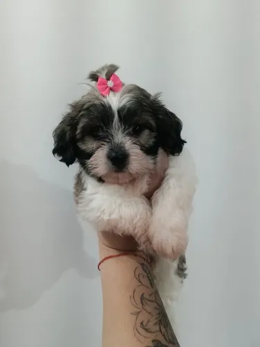 Vende-se filhotinhos de Shitzu fêmea