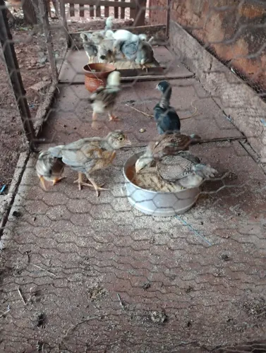 Pintinhos caipira