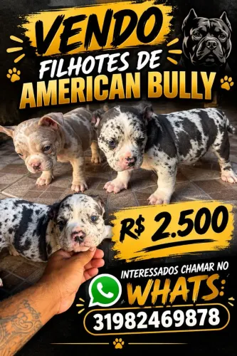 American Bully