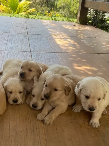 Golden retriever 
