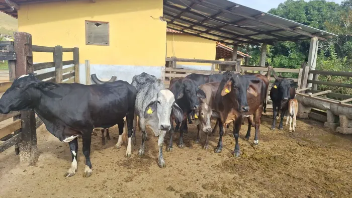 Vacas