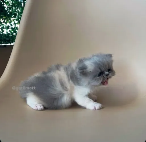 Gata persa