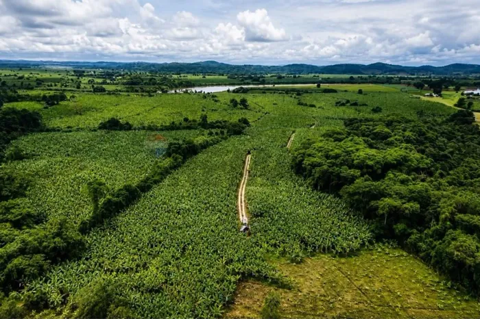 FAZENDA PRODUTIVA EM SETE BARRAS | 400 CAIXAS/SEMANA RENDA CONSOLIDADA 9,6 HECTARES