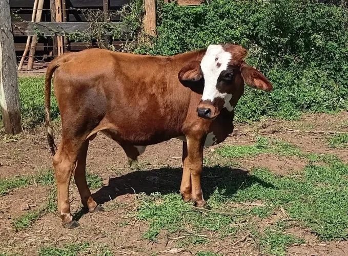 Lindo mini Boi!!!