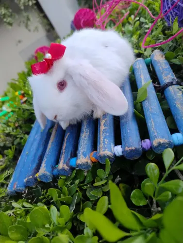 Coelho mini Lop disponível