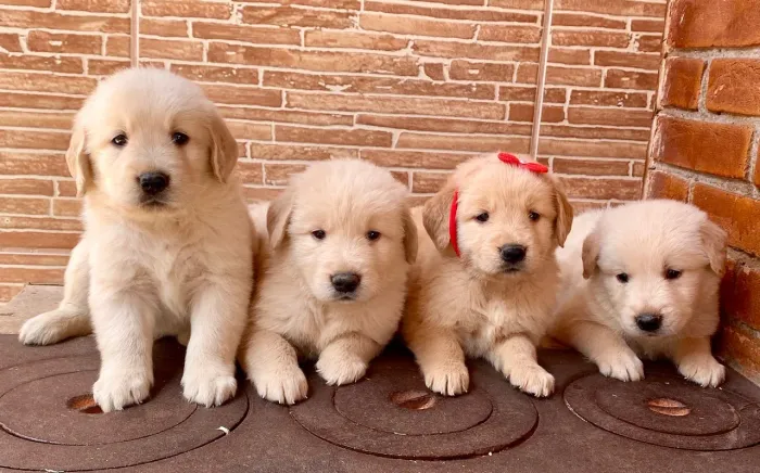 Golden filhote vendas