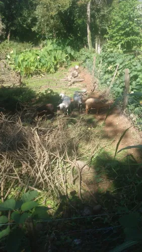 Ovelhas