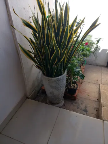 Vaso com planta ornamental