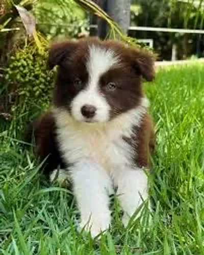 Border collie para dia 30 de janeiro