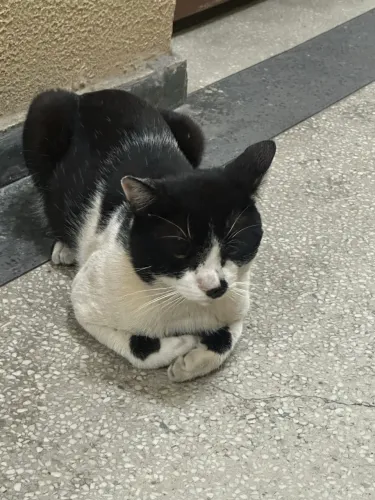 Doa-se gato macho frajola 1 ano