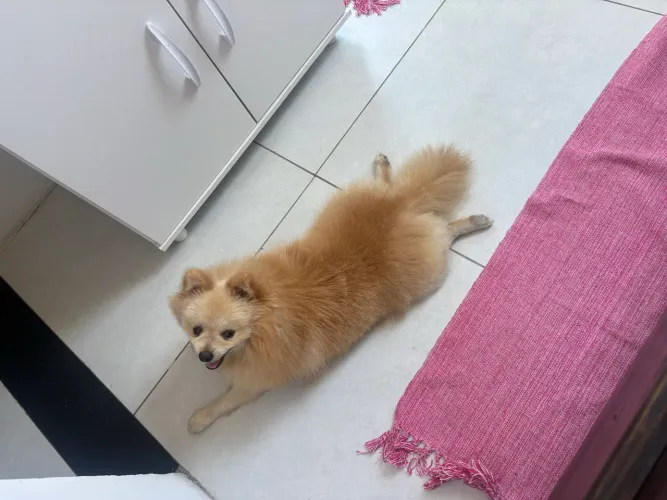 Lulu 