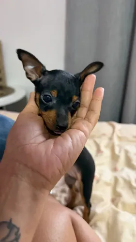 Pinscher Macho