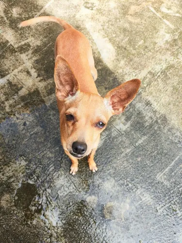 Pinscher 1