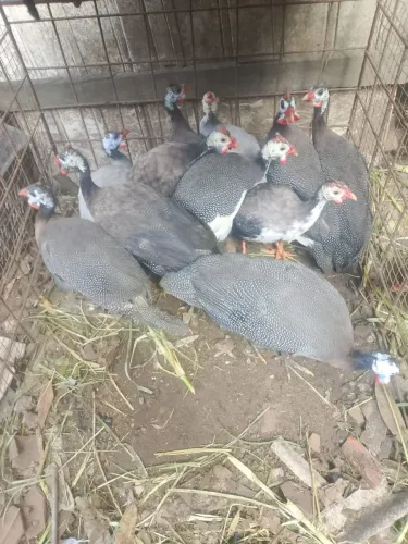Guiné