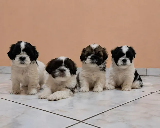Filhotes de Shih-tzu
