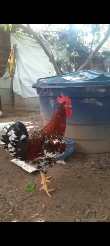 Vendo frangos GSB