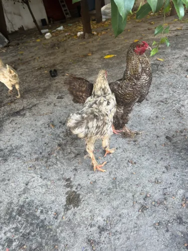 Galinhas Brahma