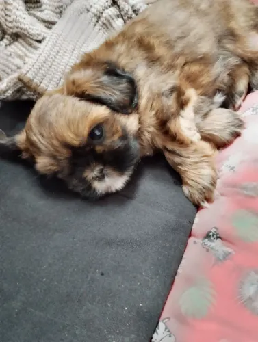 Shih Tzu