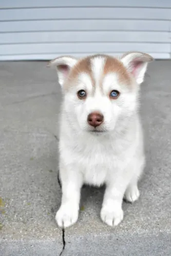 Husky siberiano Um cachorrinho com olhar que acolhe