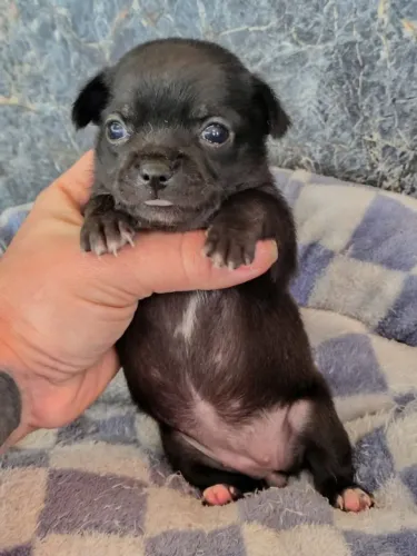 Chihuahua 