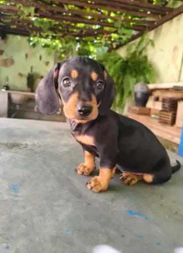 Dachshund / salsichinha PRETO PARA ADOÇÃO