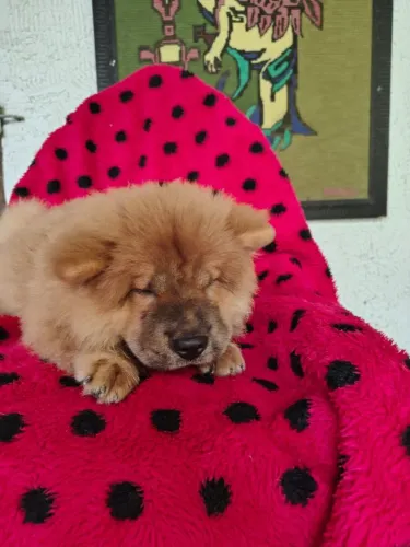 chow chow americano