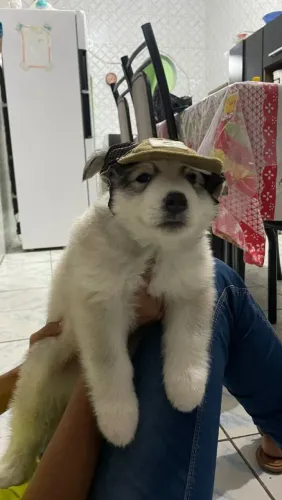 Cachorro husky siberiano