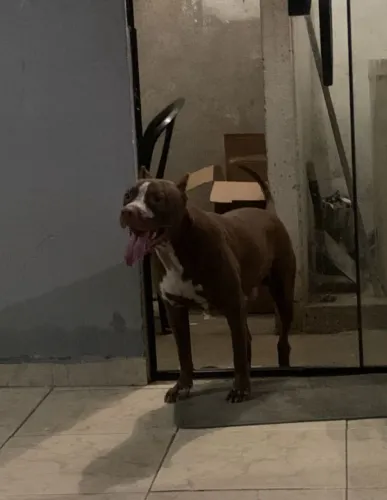 Pitbull macho 11 meses 