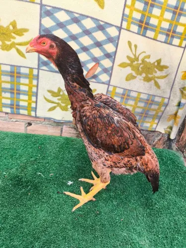 Galinhas de raça 