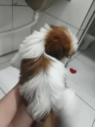 Shih tzu fêmea